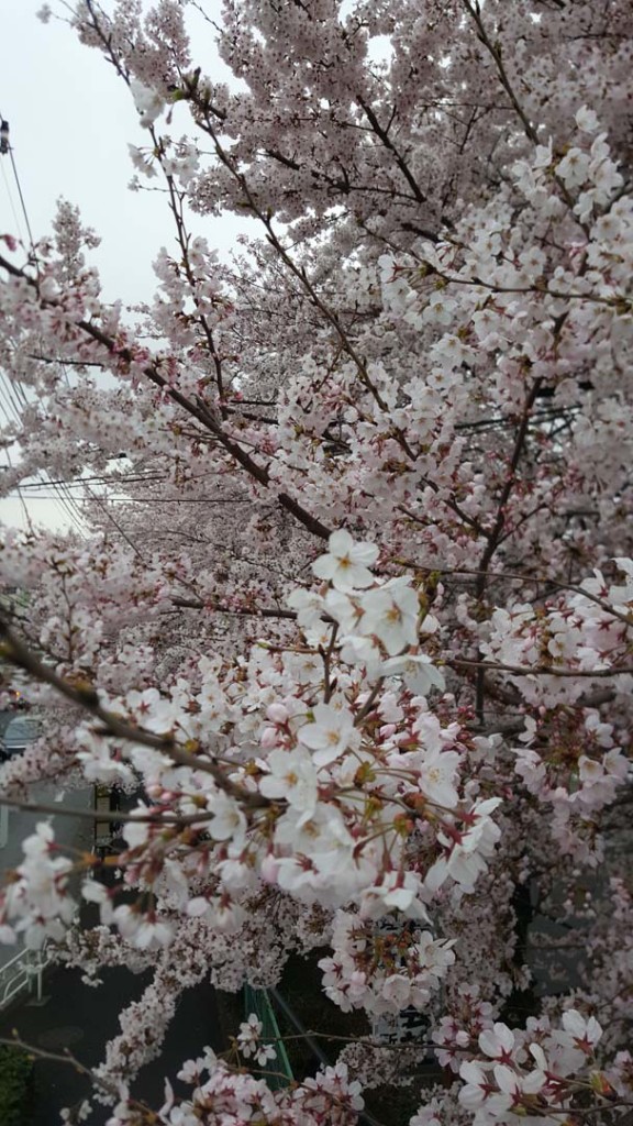 Sakura Tree